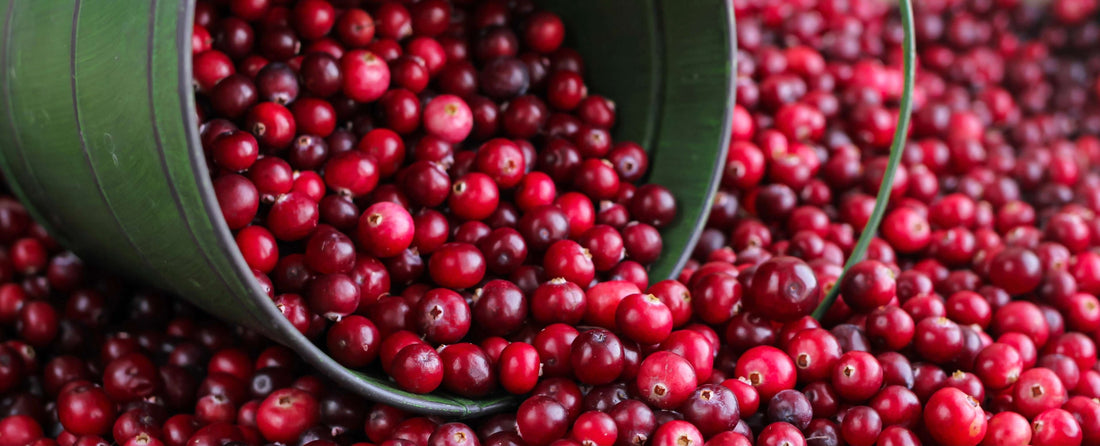 Cranberries in barrel