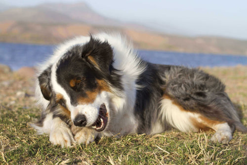 Can Dogs Eat Chicken Bones? The Dangers and Safer Treat Options