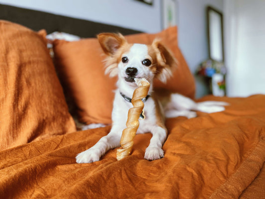 Collagen For Dogs: What It Does and Why It’s Important