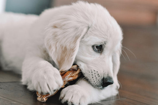 White dog with a braided bully stick