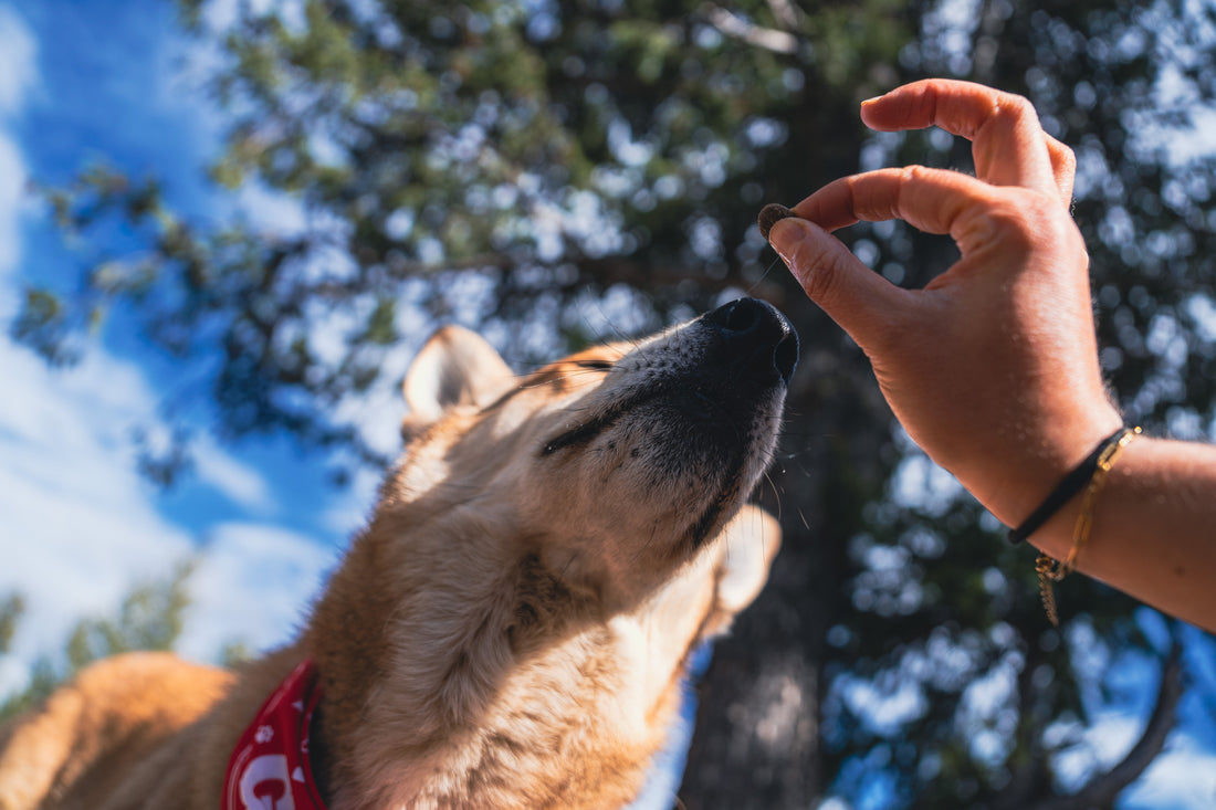 How Rotational Diets Add Variety to Your Dog's Meal