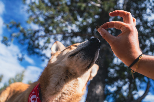 How Rotational Diets Add Variety to Your Dog's Meal