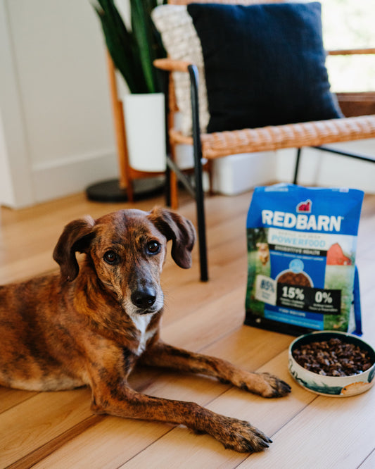 Dog laying on the floor next to a bowl of dog food and a redbarn air dried bag