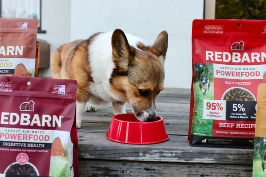 A Small Breed Dog Eating Redbarn Air Dried Food from a red bowl