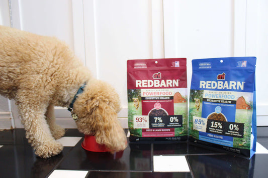 A dog happily munching on the Redbarn Air Dried Powerfood