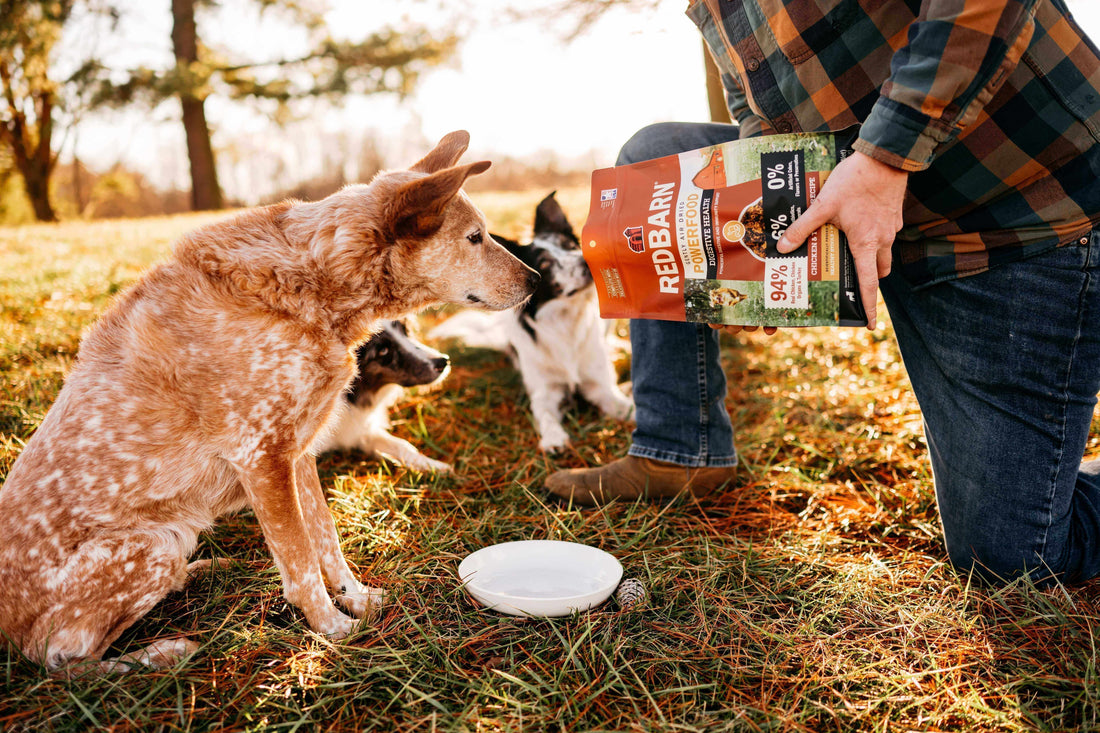 A man serving the Redbarn Air Dried Power food to his 3 days in a park