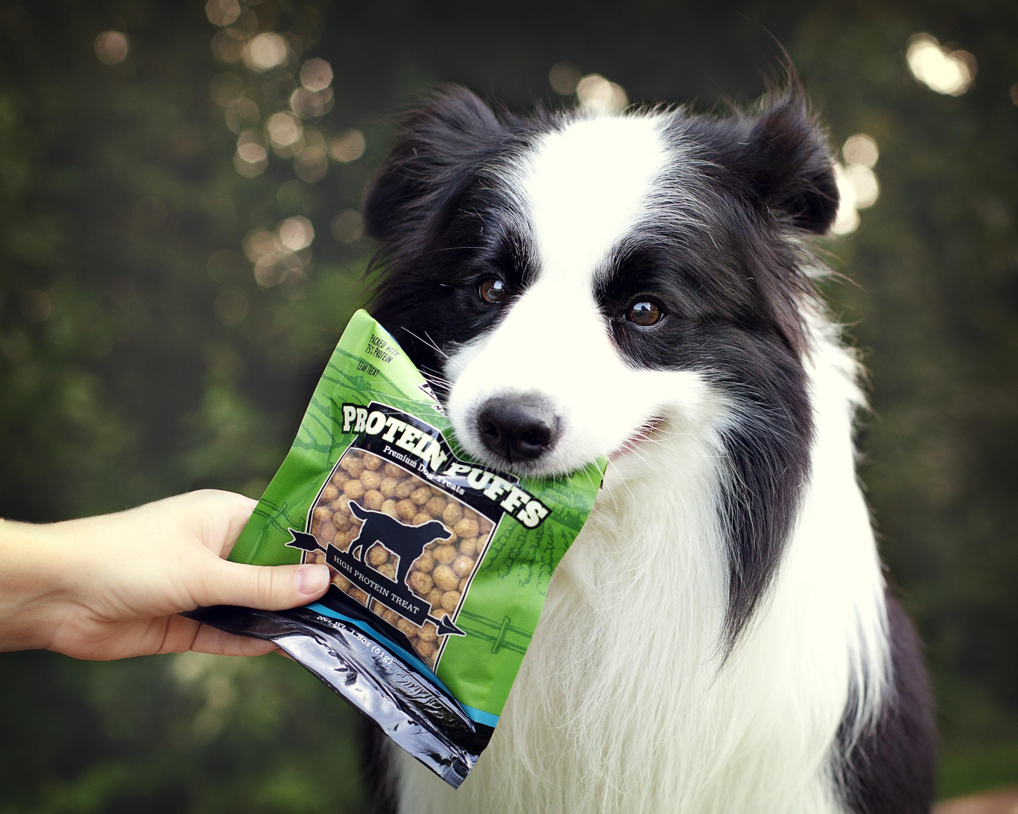 Become a Pro at Protein: Understanding Protein for Dogs