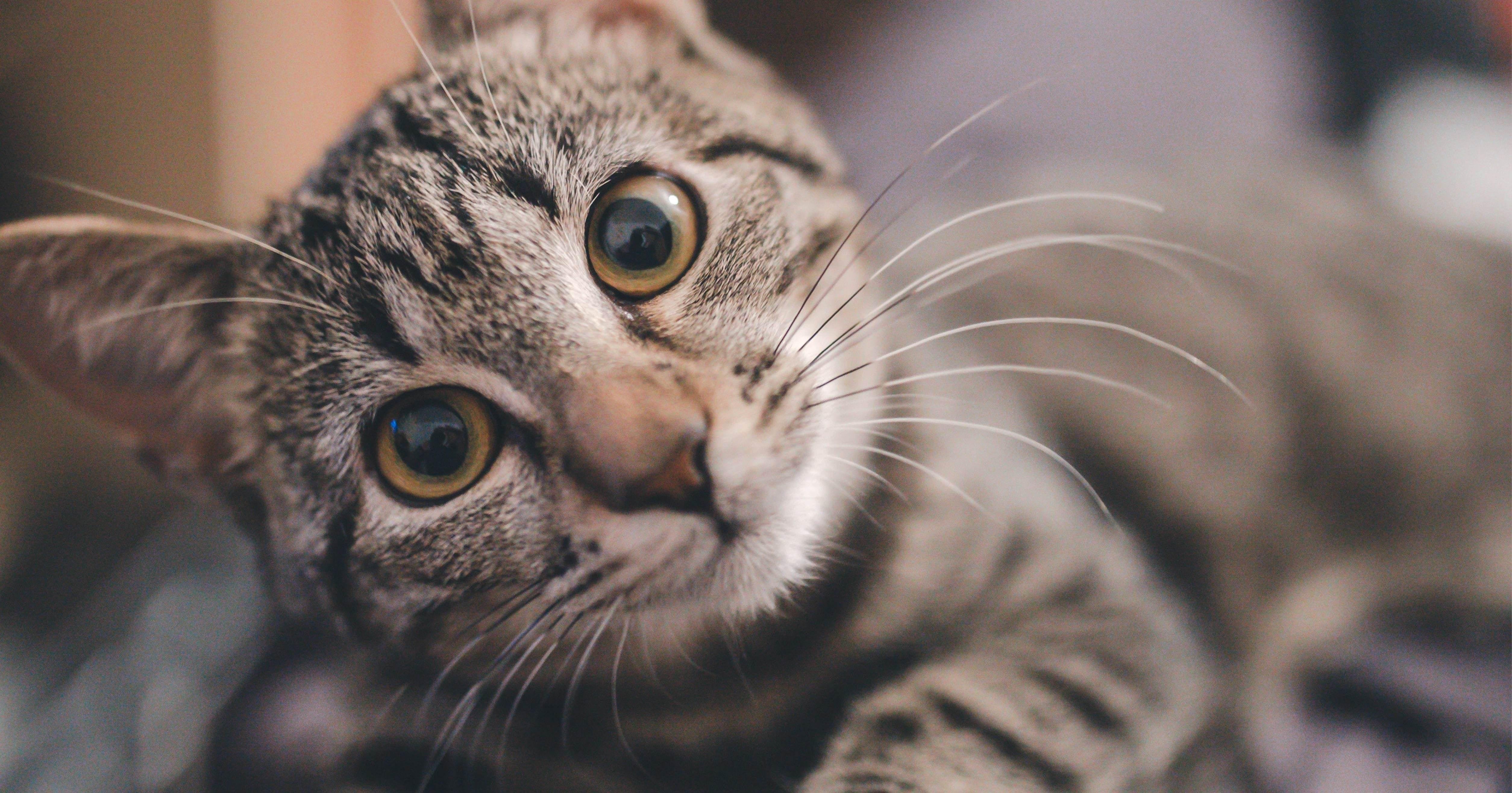 Different Cat Sounds And What They Mean - Ultimate Pet Nutrition