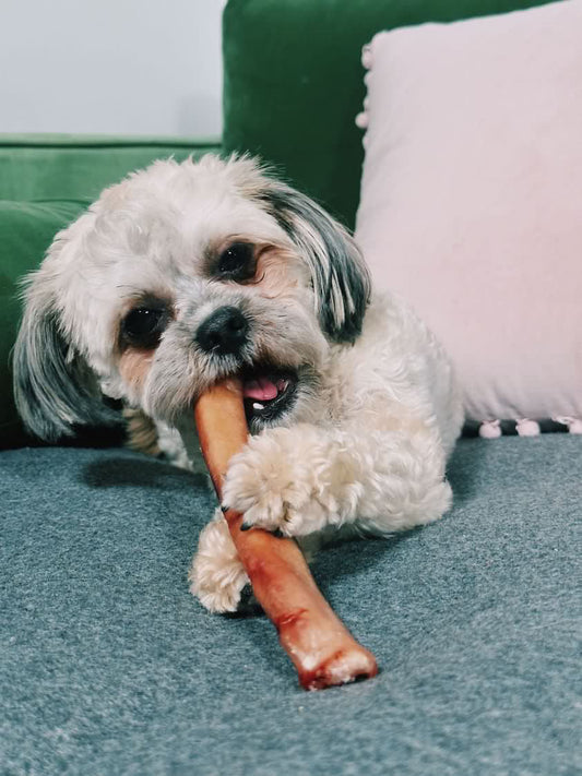 Dog chewing on a redbarn bully stick treat chew on a blue and green couch