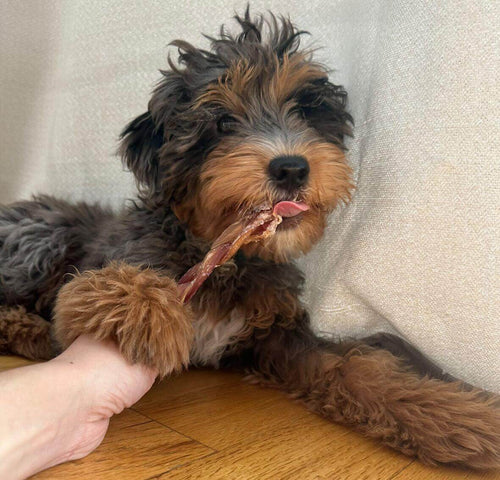 Dog chewing on Redbarn Braided Bully Stick