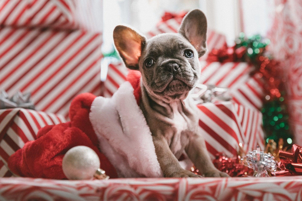 15 Holiday Activities To Do With Your Dog