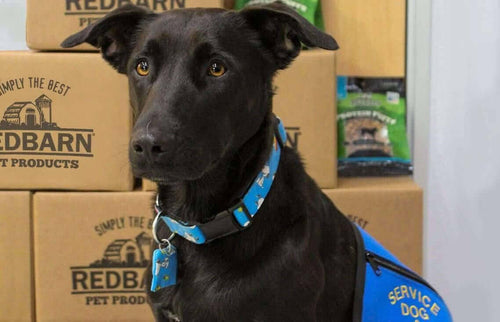 How Service Dogs are Helping Diabetics