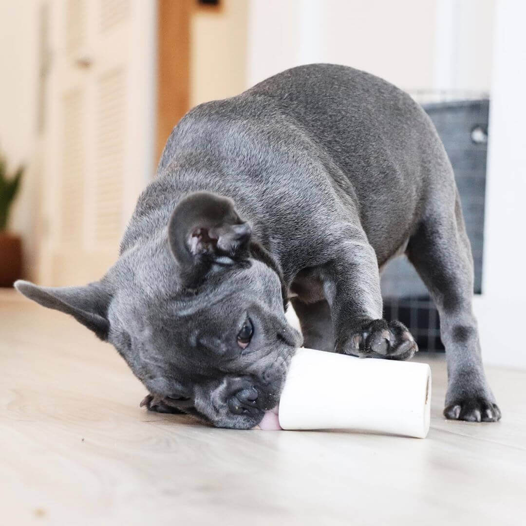 Why Dogs Like Bones: The Science Explained