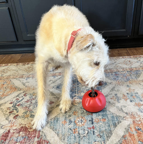 What Is a Bully Stick Holder, and Does Your Dog Need One?