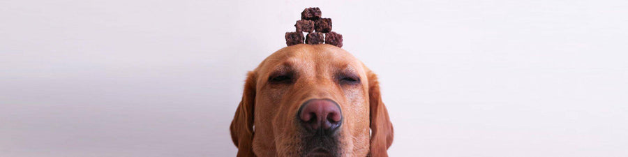 Treats stacked on head of Golden Retriever