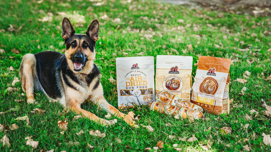 German Shepard Dog with Dog Food