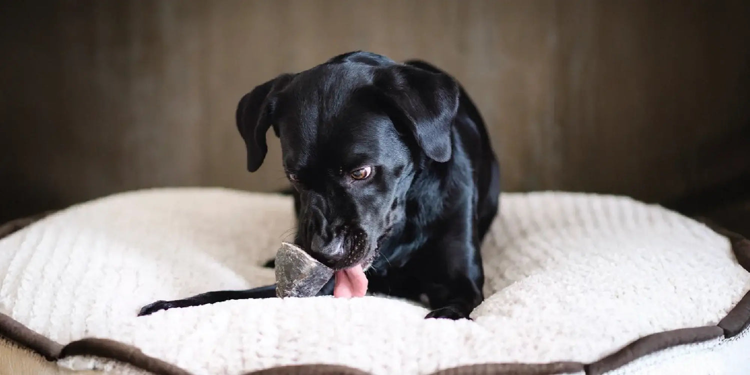 Desktop version of a black dog enjoying their Redbarn Peanut Butter Filled Hoof sitting on a cushion.