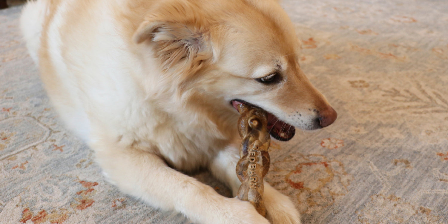 Homepage Banner for Daily Dental Treats Sale Featuring a light brown color dog enjoying a Redbarn Dur-A-Bull Stick