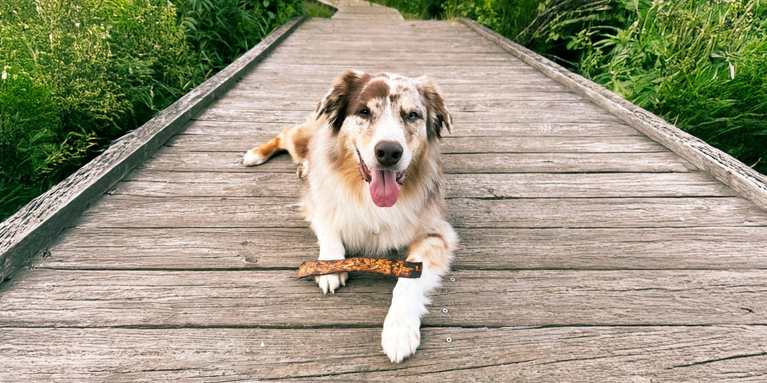 An image of a dog on lying on a wooden boardwalk enjoying Redbarn Bully Slices
