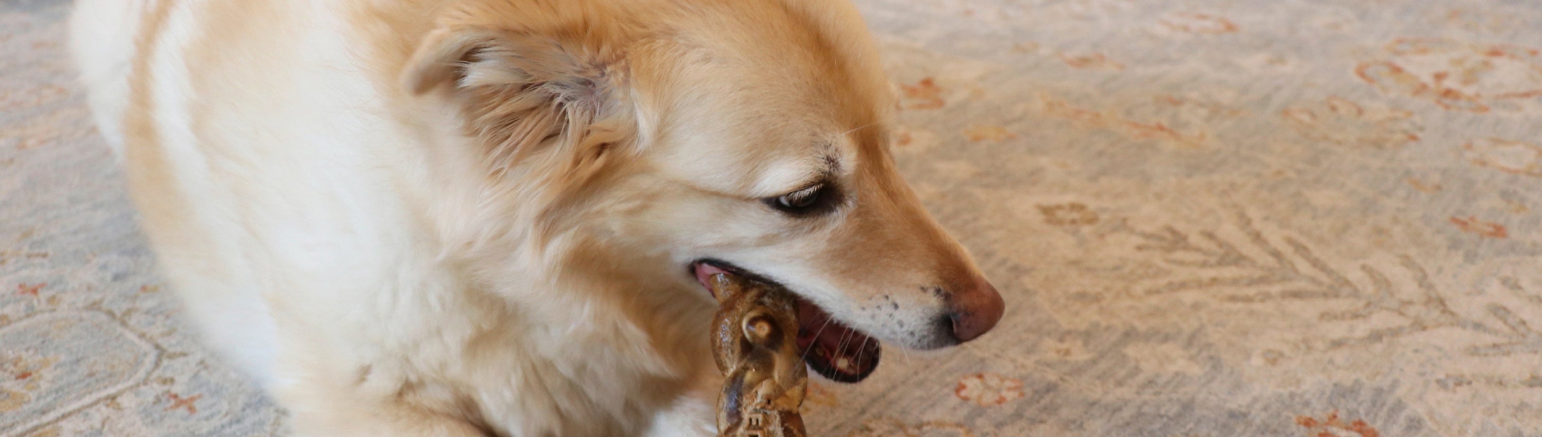 Image of the Landing Page Banner for Daily Dental Treats Sale Featuring a light brown color dog enjoying a Redbarn Dur-A-Bull Stick
