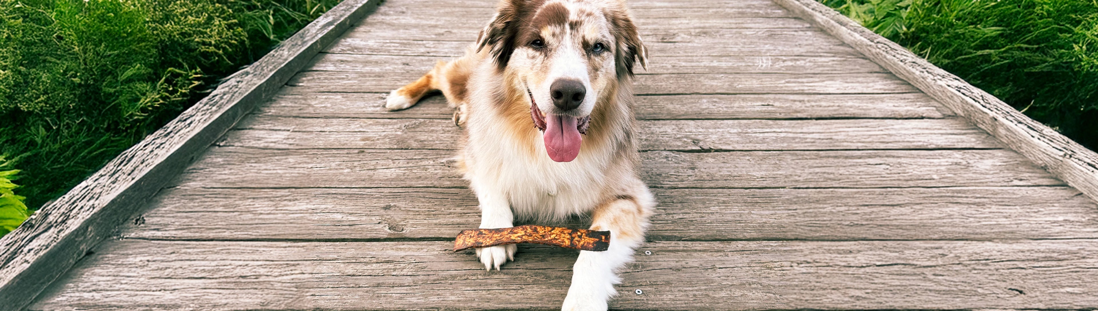 An image of a dog on lying on a wooden boardwalk enjoying Redbarn Bully Slices.