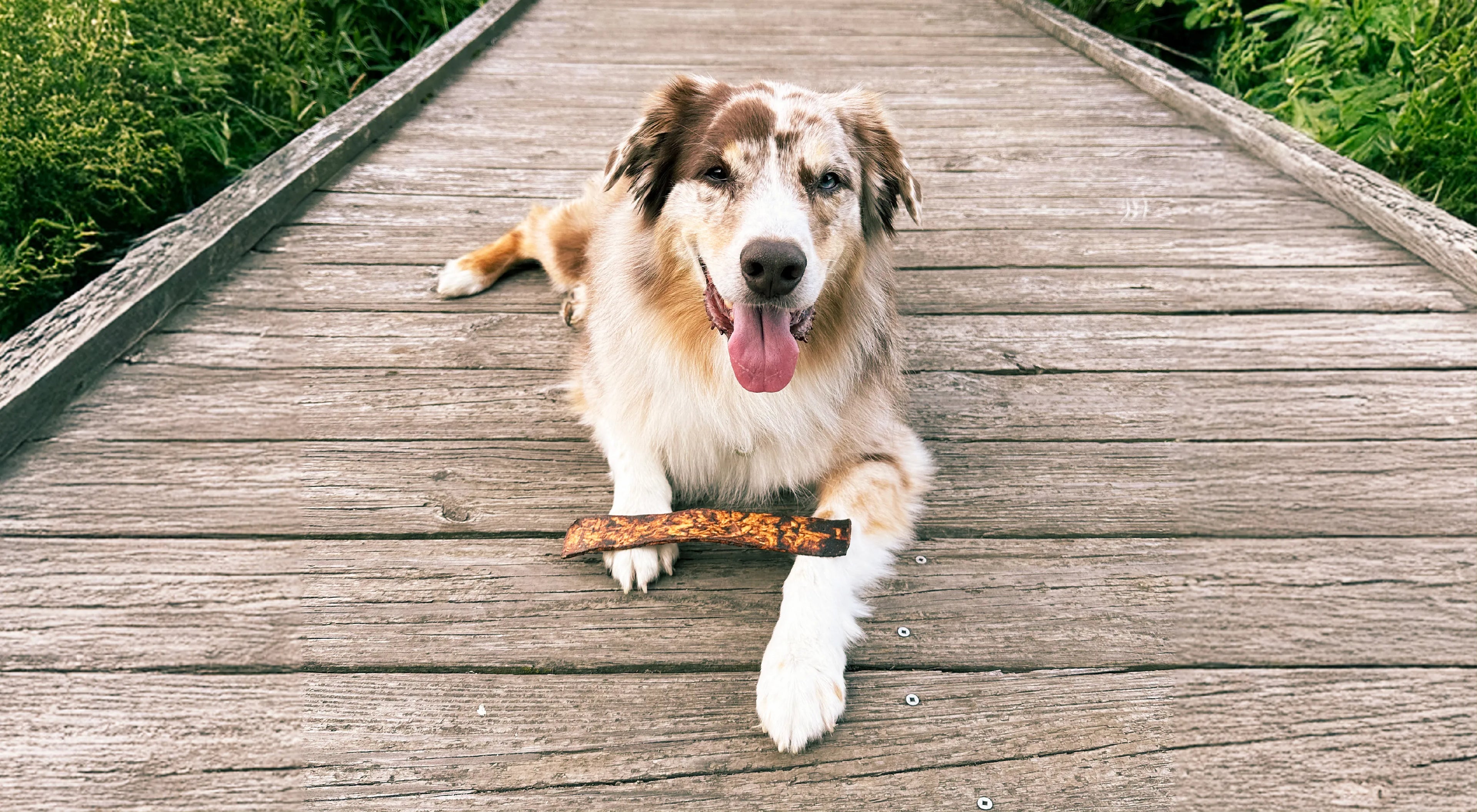 An image of a dog on lying on a wooden boardwalk enjoying Redbarn Bully Slices - Mobile version