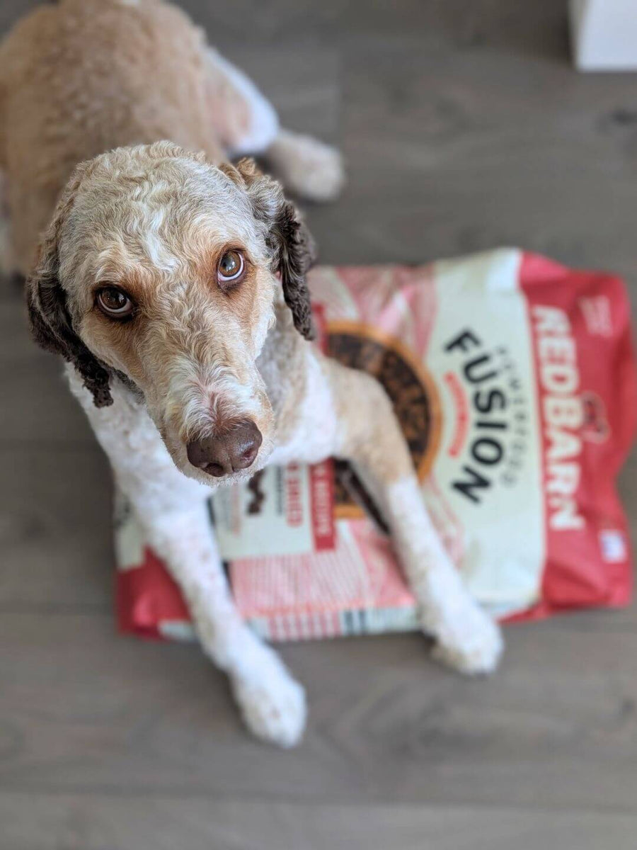 Dog sitting on a Redbarn Fusion pet food bag