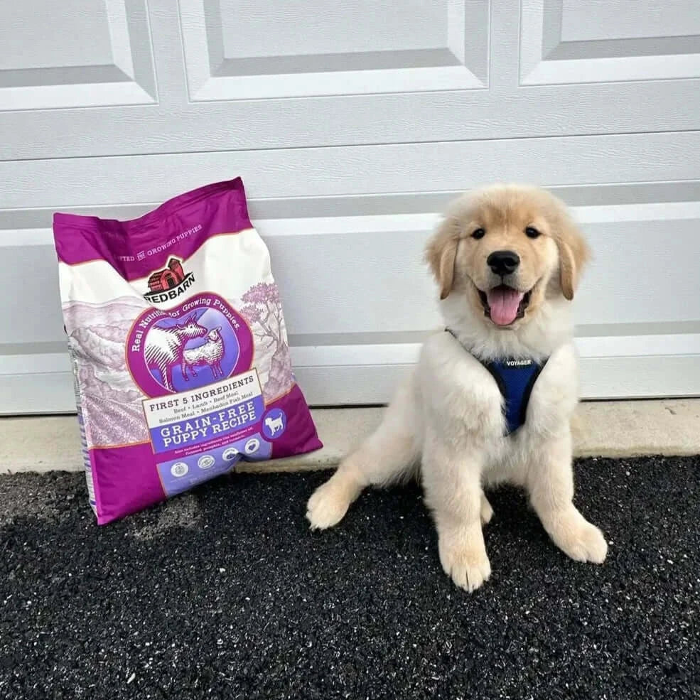 Golden Retreiver puppy, about 4 months old, sitting next to a bad of grain free, puppy recipe, Redbarn, dry dog food, in a purple bag