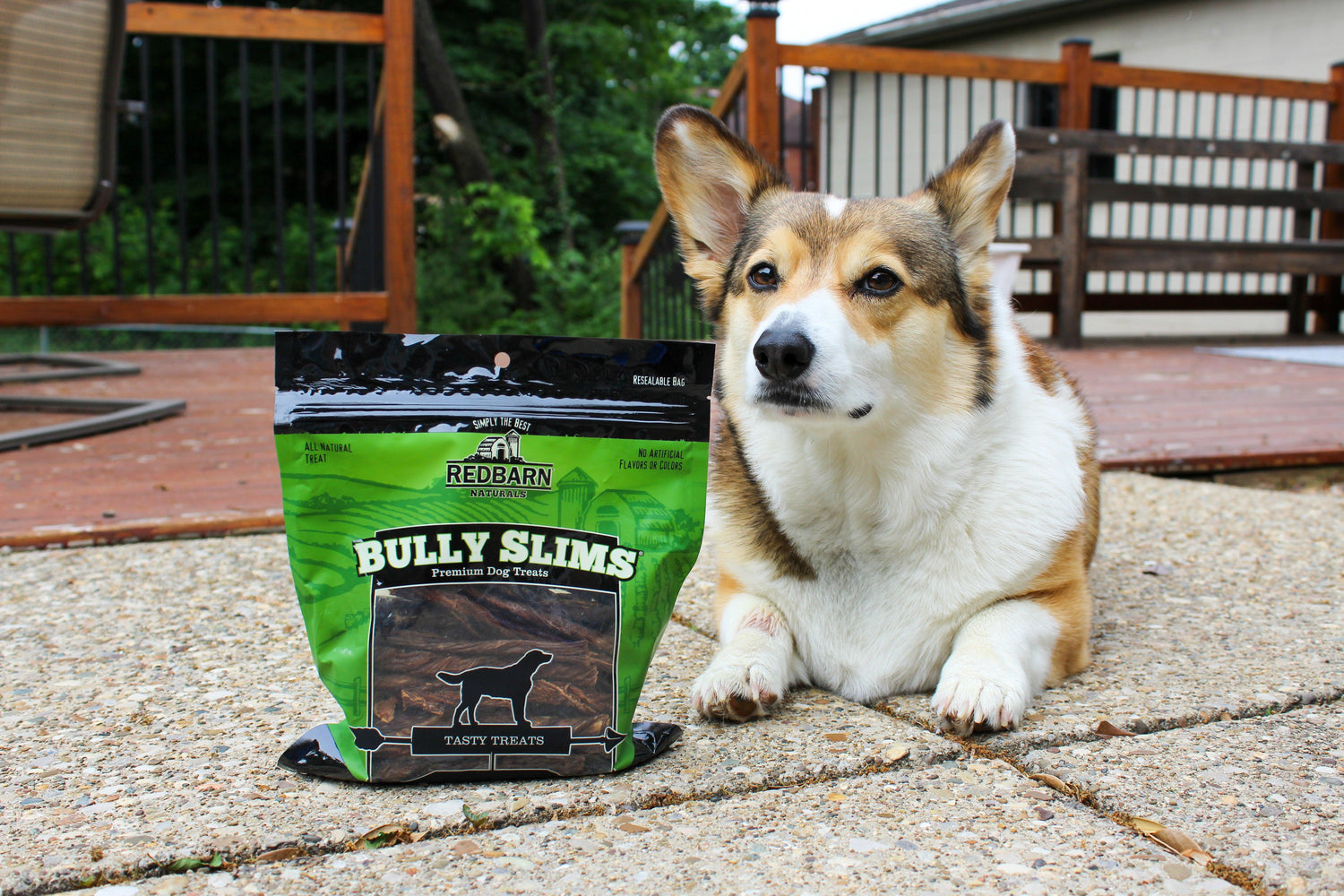 205000_Bully_Slims_Stanley_LouisvilleKY__stanleythe_corgi