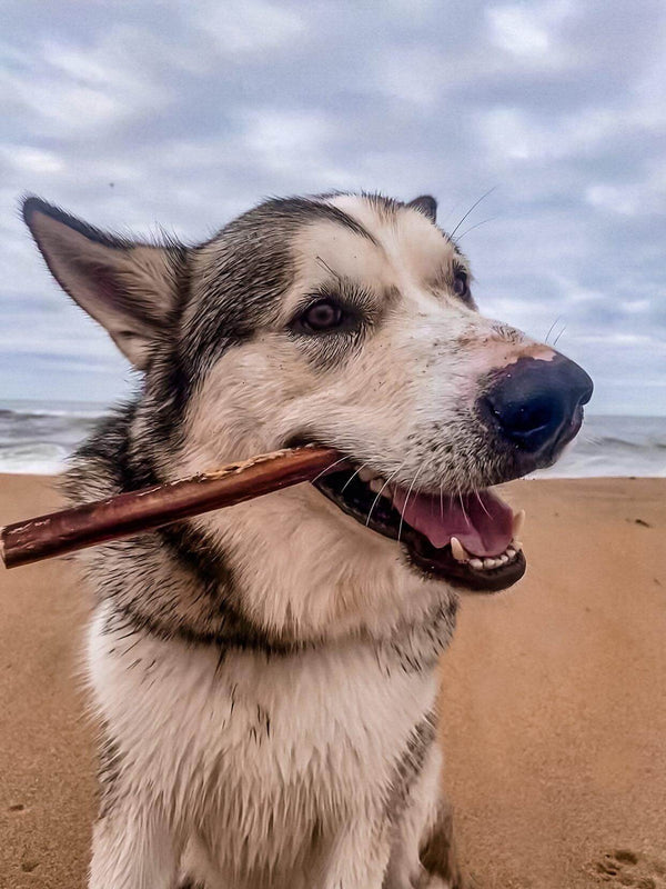 212001_Bully_Stick_Vader_Virgina_Beach_VA__vader_the_malamute
