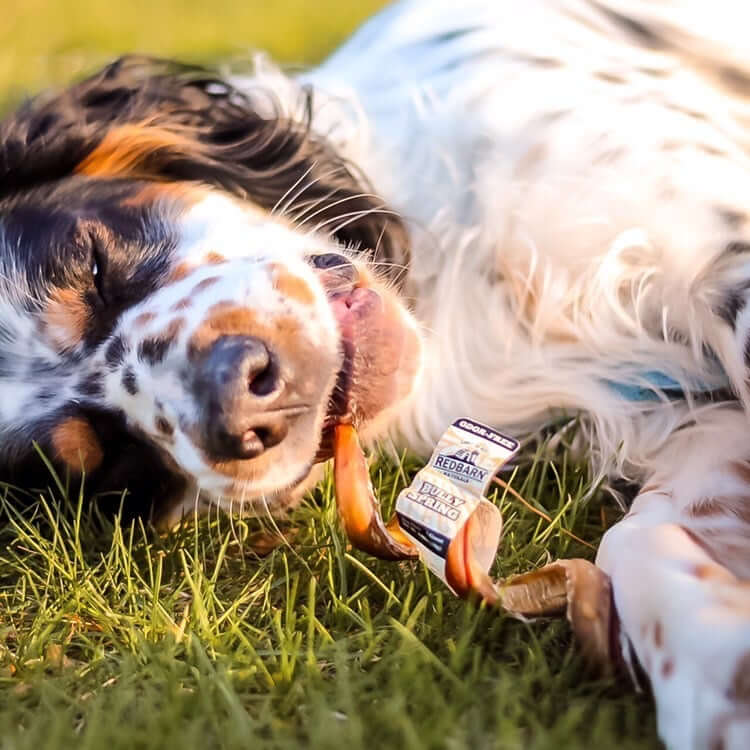 Dog chewing on Redbarn Bully Spring Chew on grass