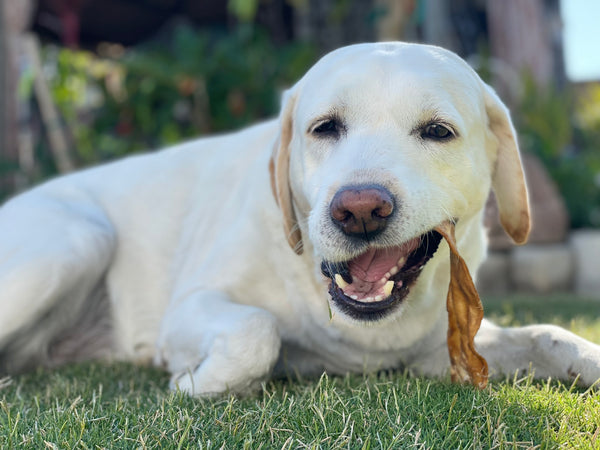 dog laying on the grass with a dog chew in its mouth