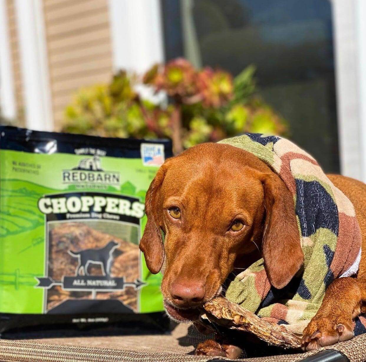 310009_Choppers_bazel_the_vizsla_California