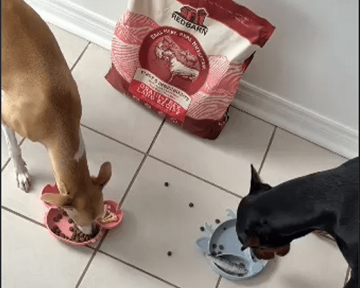 Two dogs eating from bowls on a tiled floor next to a bag of Redbarn dog food.