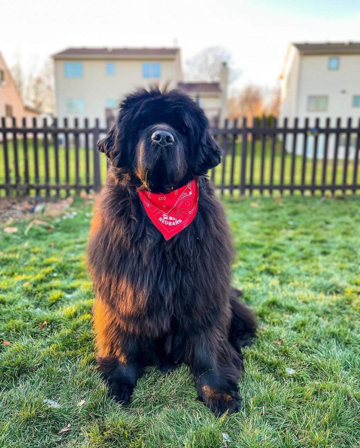 Bandana_Lifestyle_Paddington_Saline_MI__twocatsandanewf