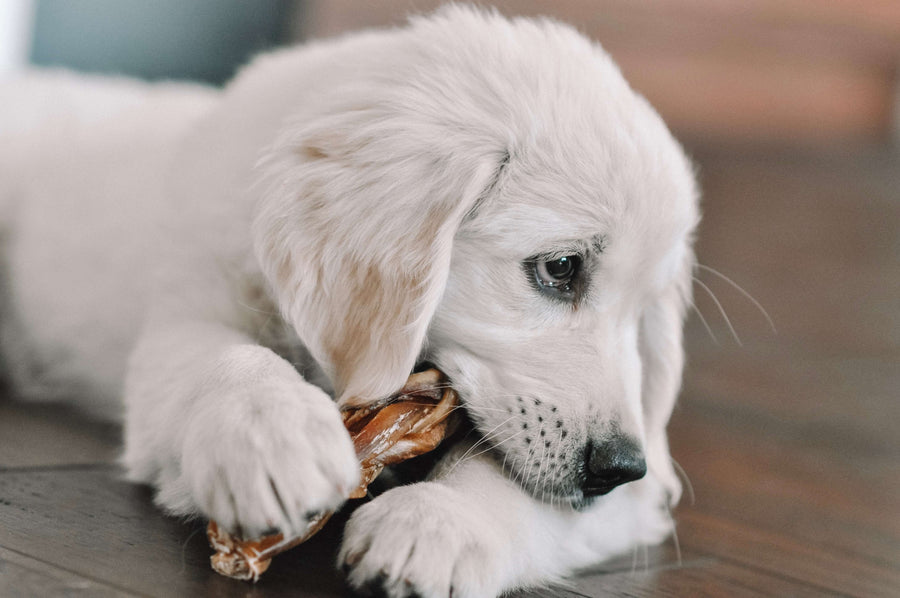 Redbarn Pet Products, brand website product image