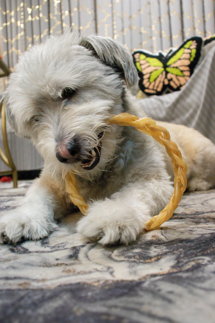 A small fluffy white dog lying on a patterned rug and chewing on a Redbarn Collagen Braided Rings in an indoor setting.