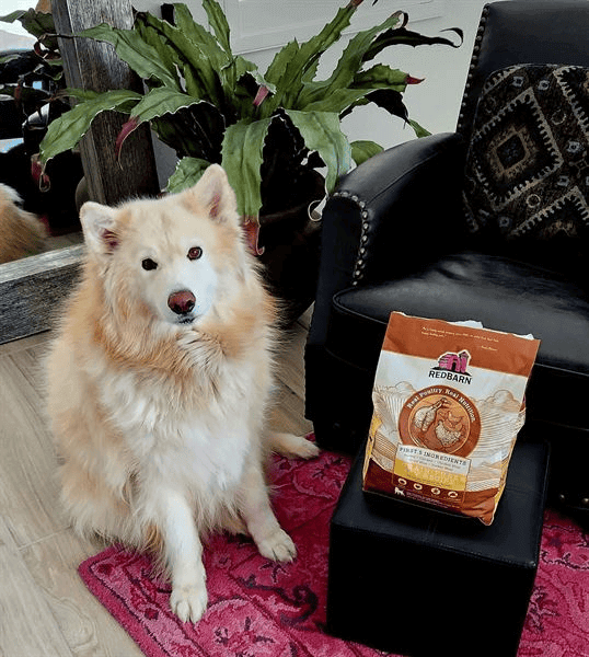 Fluffy dog standing. next to a bag of Redbarn Dog Food