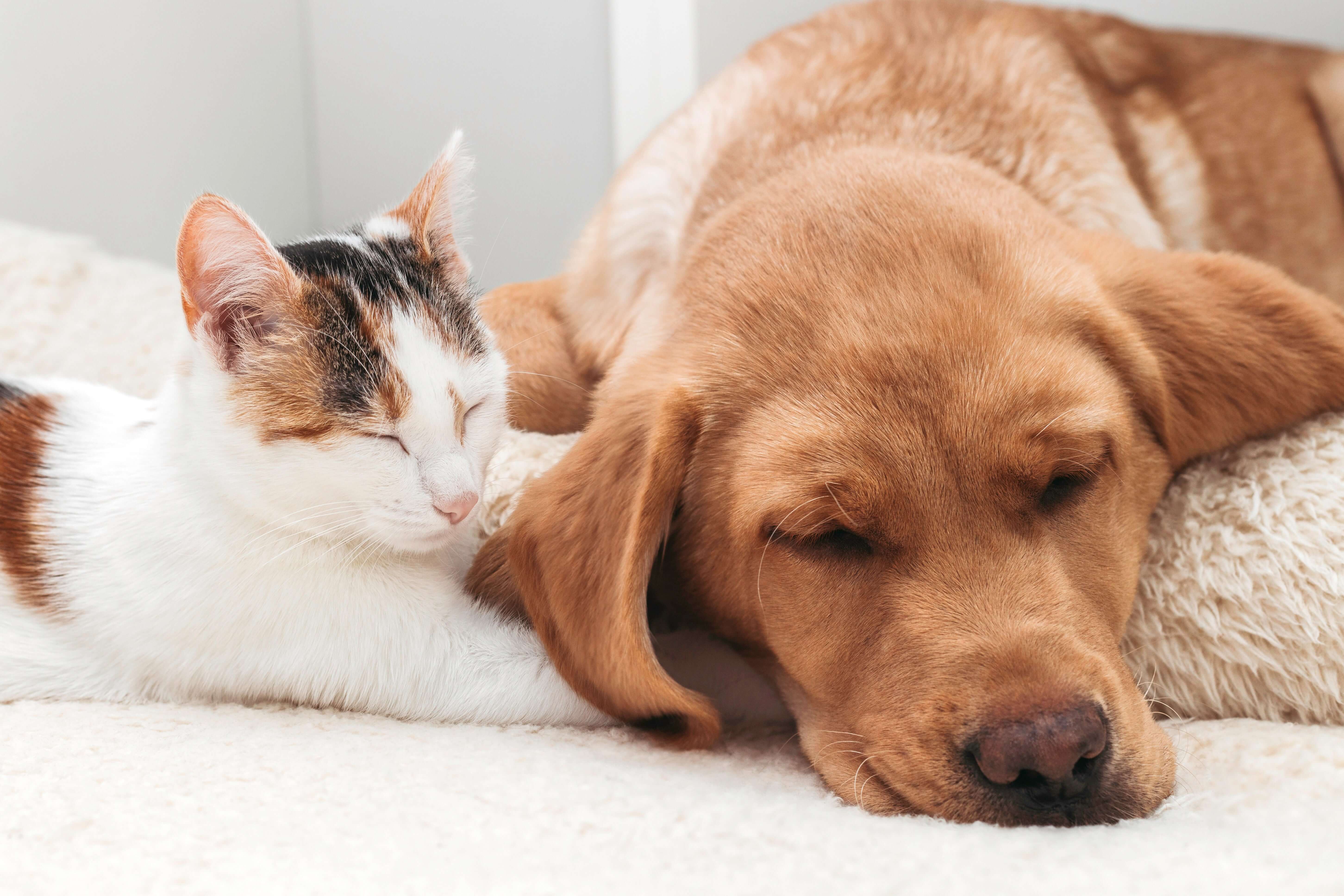 Cat and dog sleeping together on a soft surface