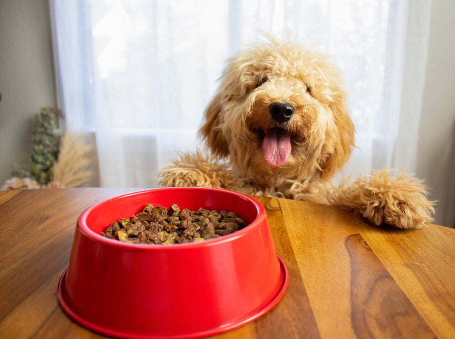 Dog sitting at a table with a red bowl of food in front of it.