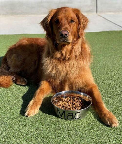 Dog sitting on grass next to a bowl of food with 'Mac' written on it