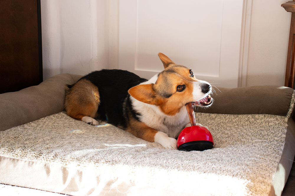 A corgi dog lies on a textured beige pet bed indoors, holding a bully stick dog treat in the bully stick holder toy grab a bull