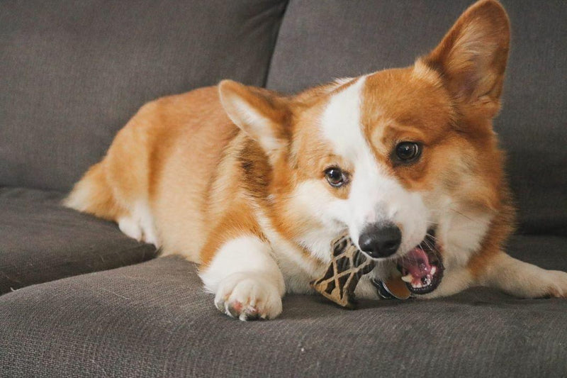 Corgi dog chewing on a Chew a bull on a gray couch