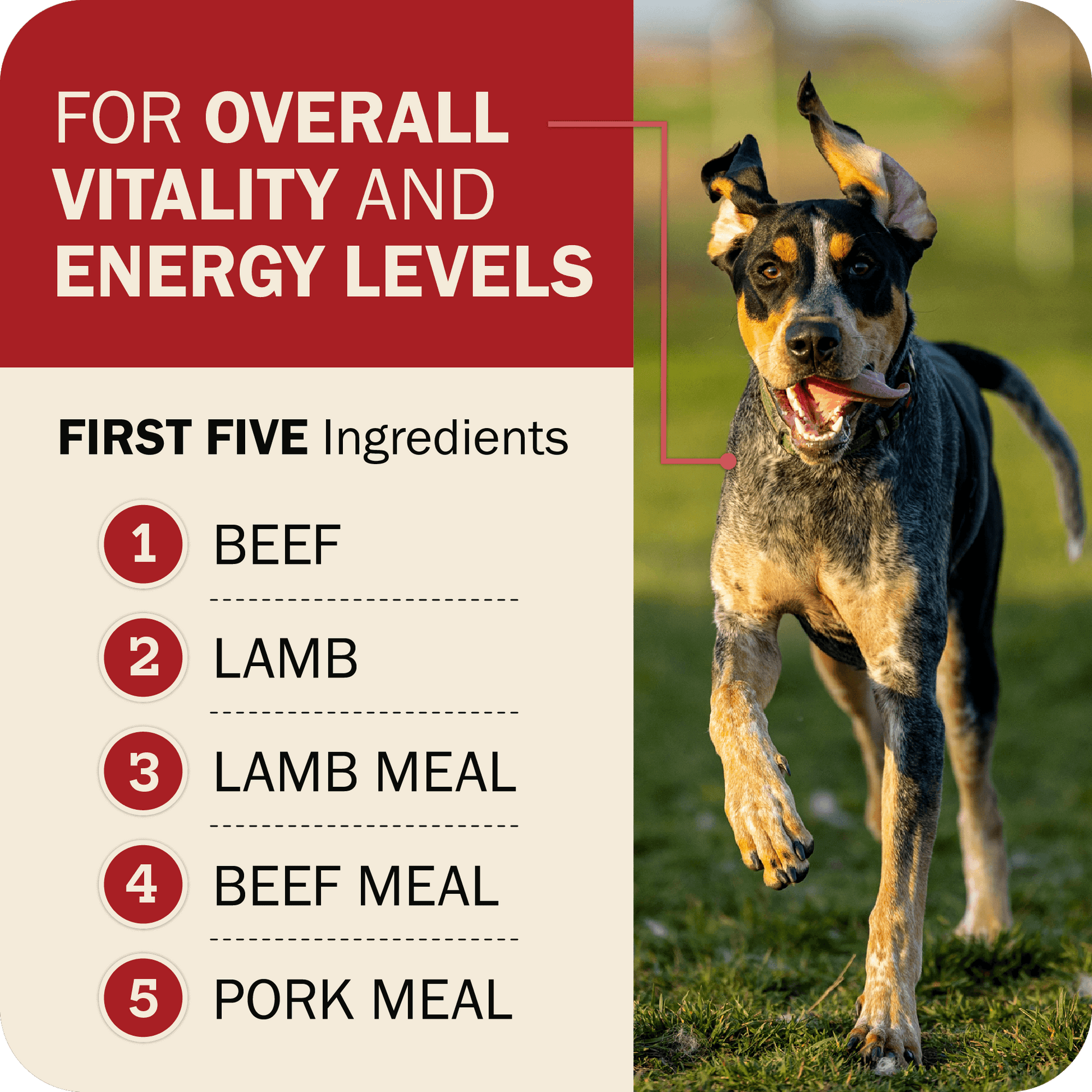 Overall Vitality & Energy Levels