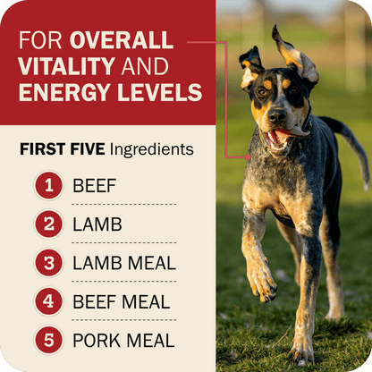 Overall Vitality & Energy Levels