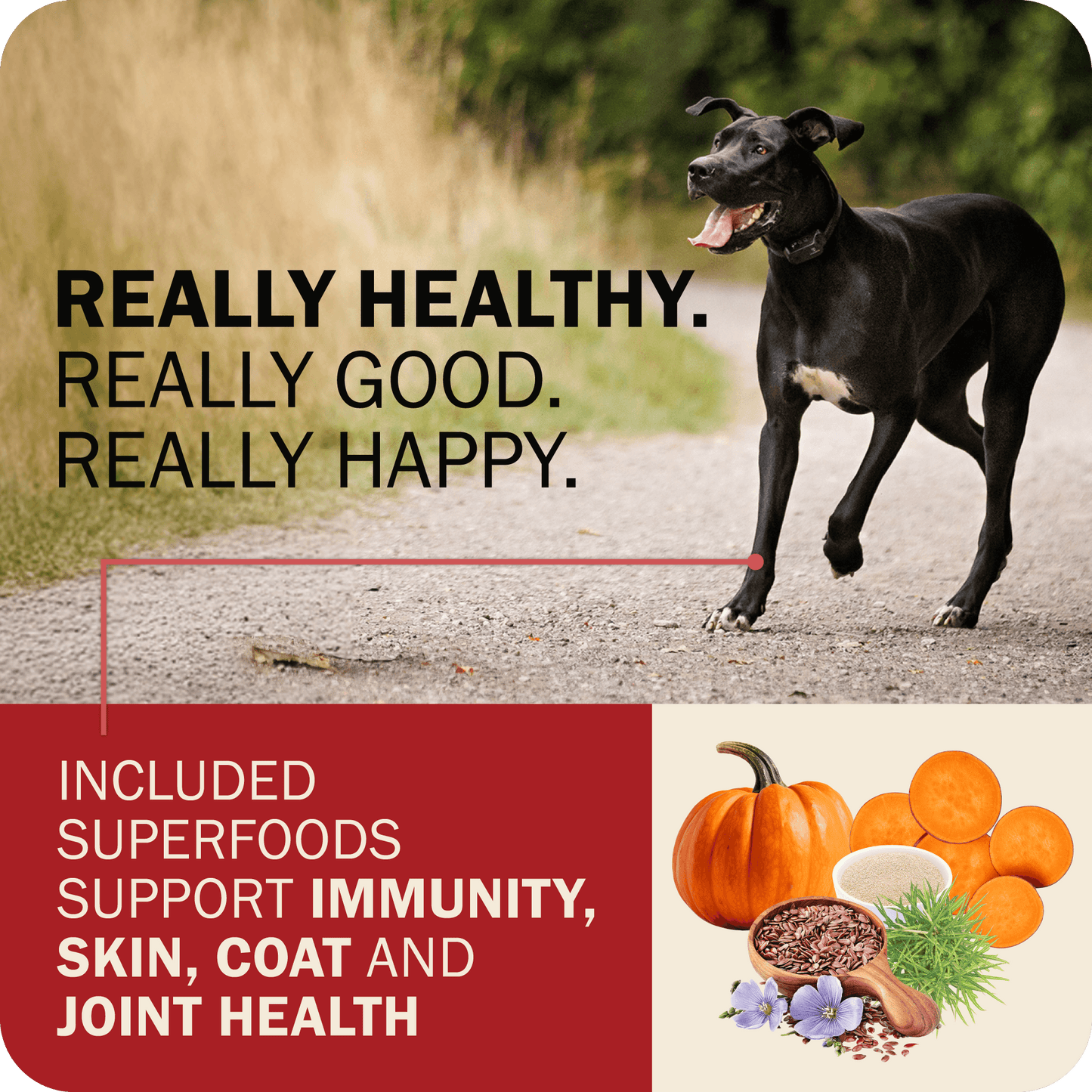 Superfood Supporting Immunity, Skin, Coat and Joint Health