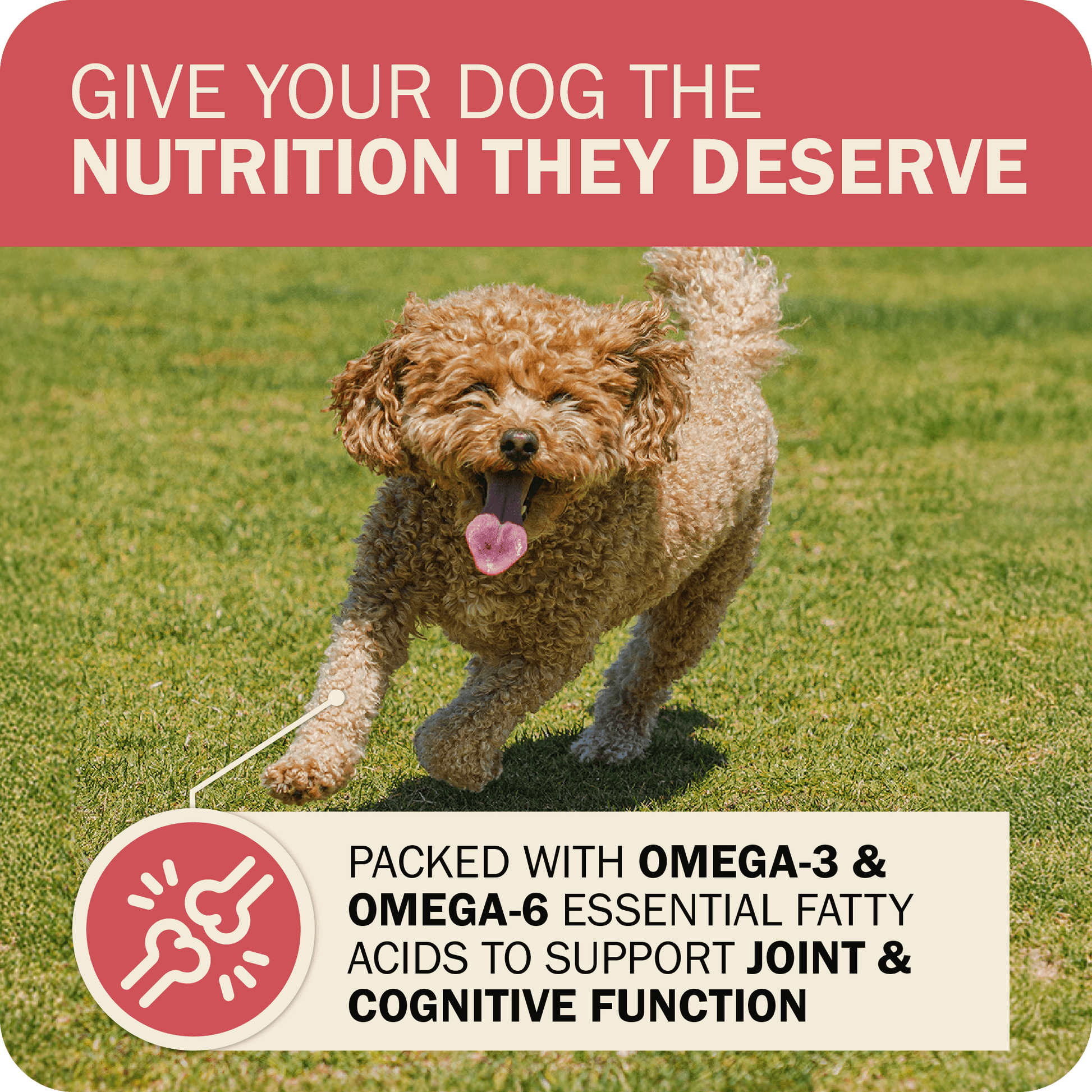 Can a Dog Get Any Nutrition from Whole Grain Sorghum? Surprising Benefits!
