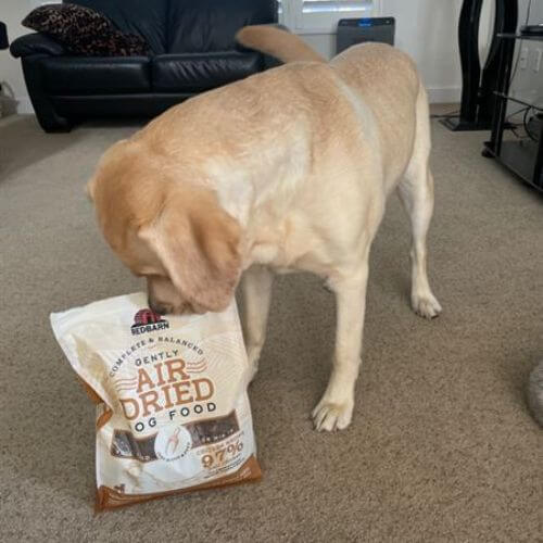 Golden Lab sniffing a bag of Redbarn Dog Food.
