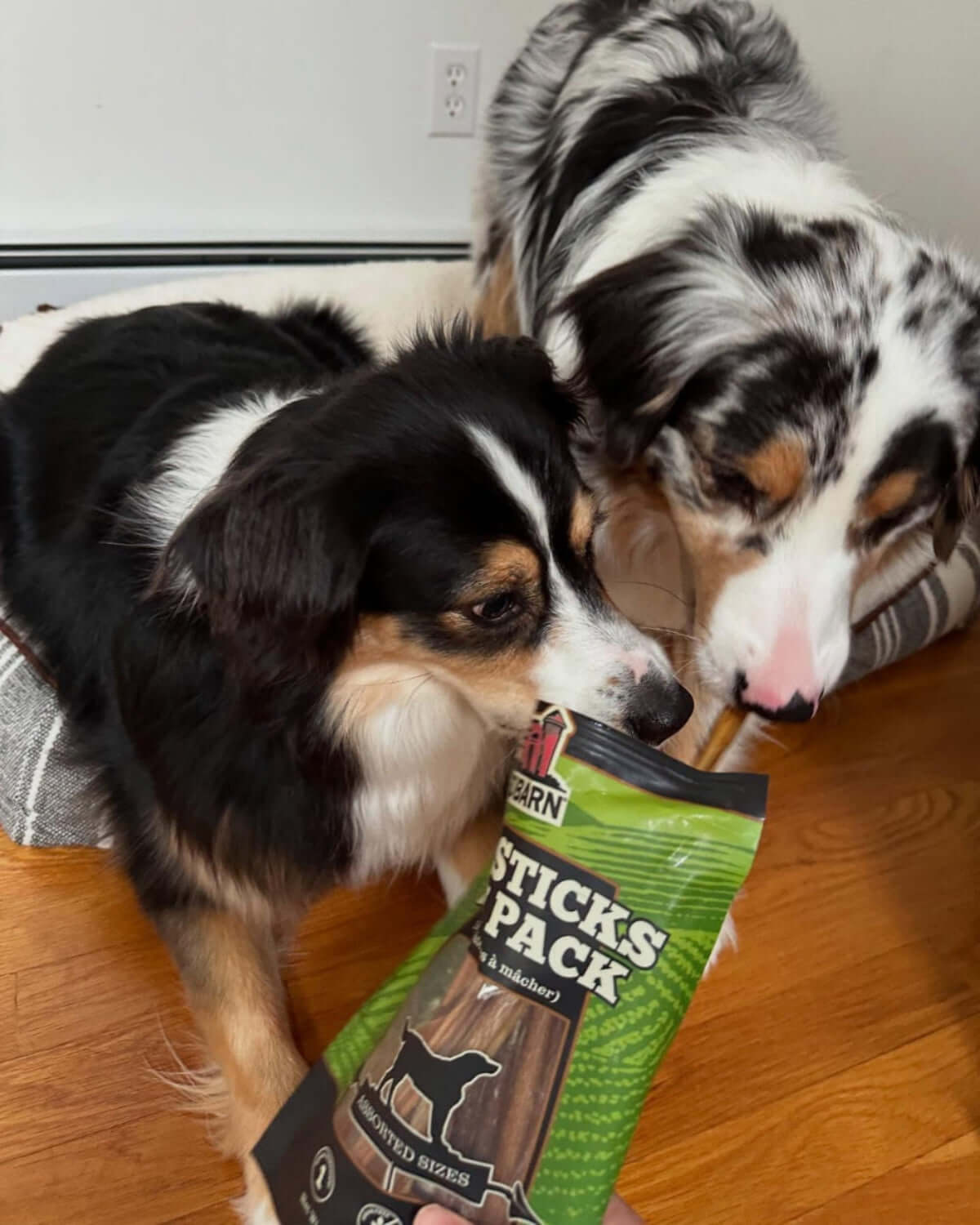 Two dogs interacting with a package of treats on a wooden floor.
