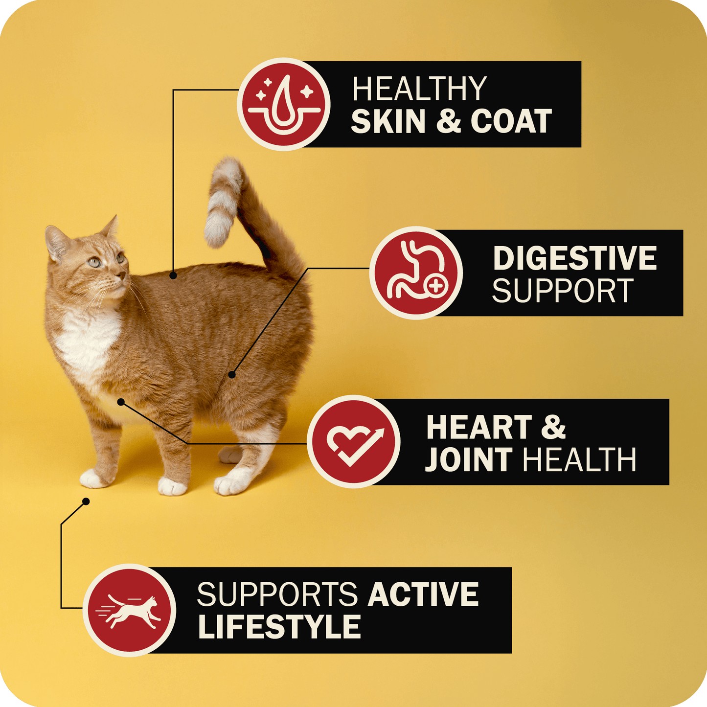 Cat Air Dried Powerfood Chicken Recipe